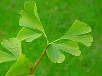 240px-gingko-blaetter_textmedium