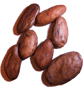 cacaobeans