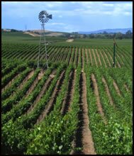 windmill-carneros